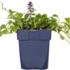 Zenegroen (Ajuga Reptans) D 11 H 15 Cm -Tuin Planten Winkel 8712044002637
