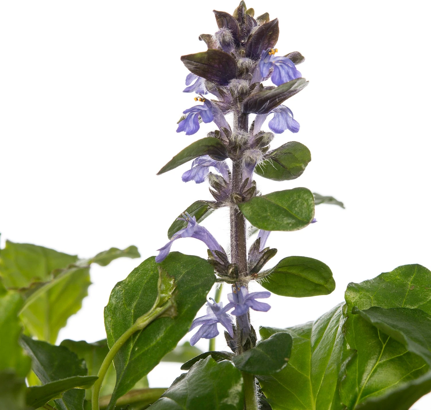 Zenegroen (Ajuga Reptans) D 11 H 15 Cm 4 Zenegroen (Ajuga Reptans) D 11 H 15 Cm - Afbeelding 2