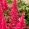 Pluimspirea (Astilbe Arendsii 'Fanal') D 11 H 60 Cm -Tuin Planten Winkel 8712044011196