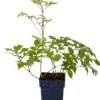Pluimspirea (Astilbe (J) 'Deutschland') D 11 H 20 Cm -Tuin Planten Winkel 8712044012308 1