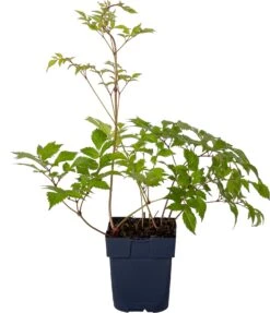 Pluimspirea (Astilbe (J) 'Deutschland') D 11 H 20 Cm