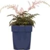 Pluimspirea (Astilbe Simplicifolia 'Sprite') D 11 H 10 Cm -Tuin Planten Winkel 8712044013442 1 1