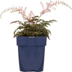 Pluimspirea (Astilbe Simplicifolia 'Sprite') D 11 H 10 Cm