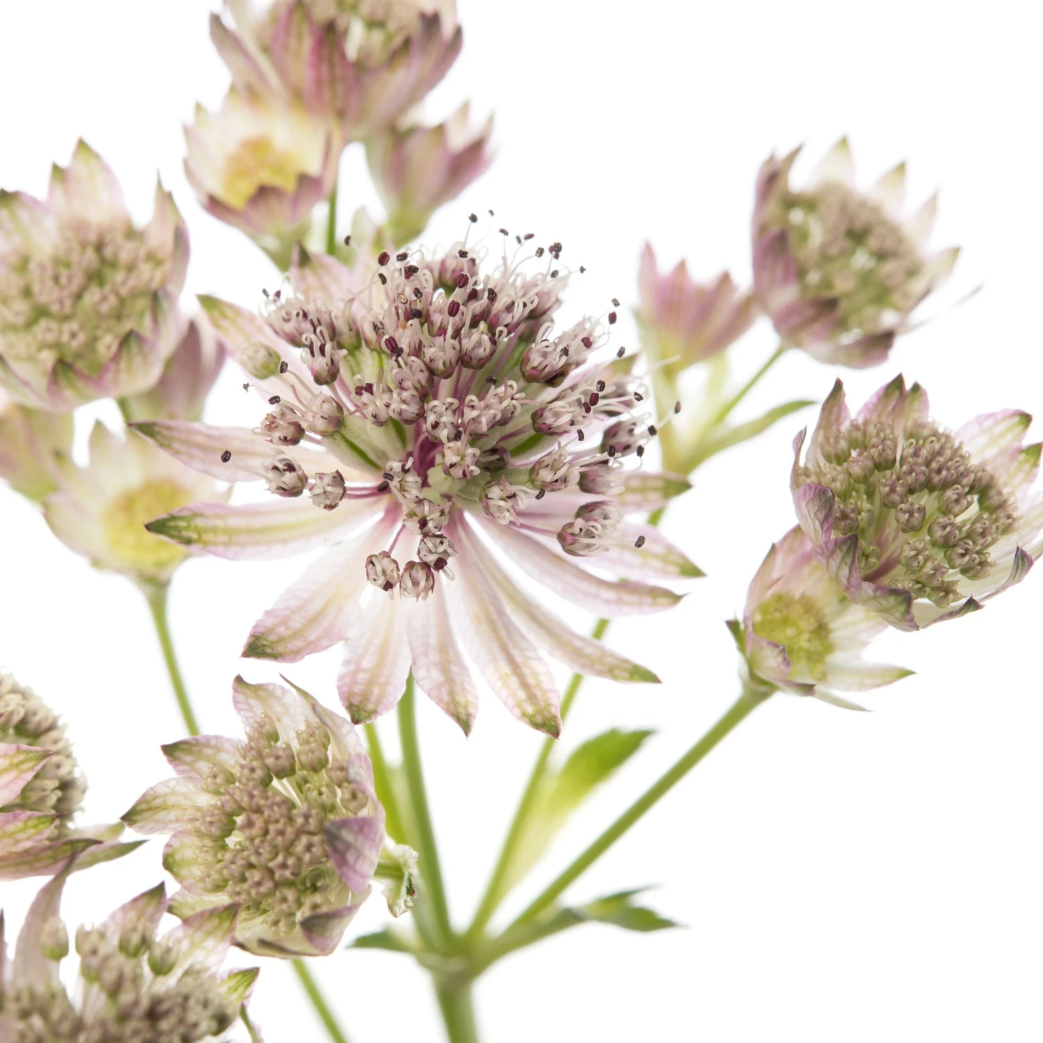 Zeeuws Knoopje (Astrantia Major) D 11 H 10 Cm 4 Zeeuws Knoopje (Astrantia Major) D 11 H 10 Cm - Afbeelding 2