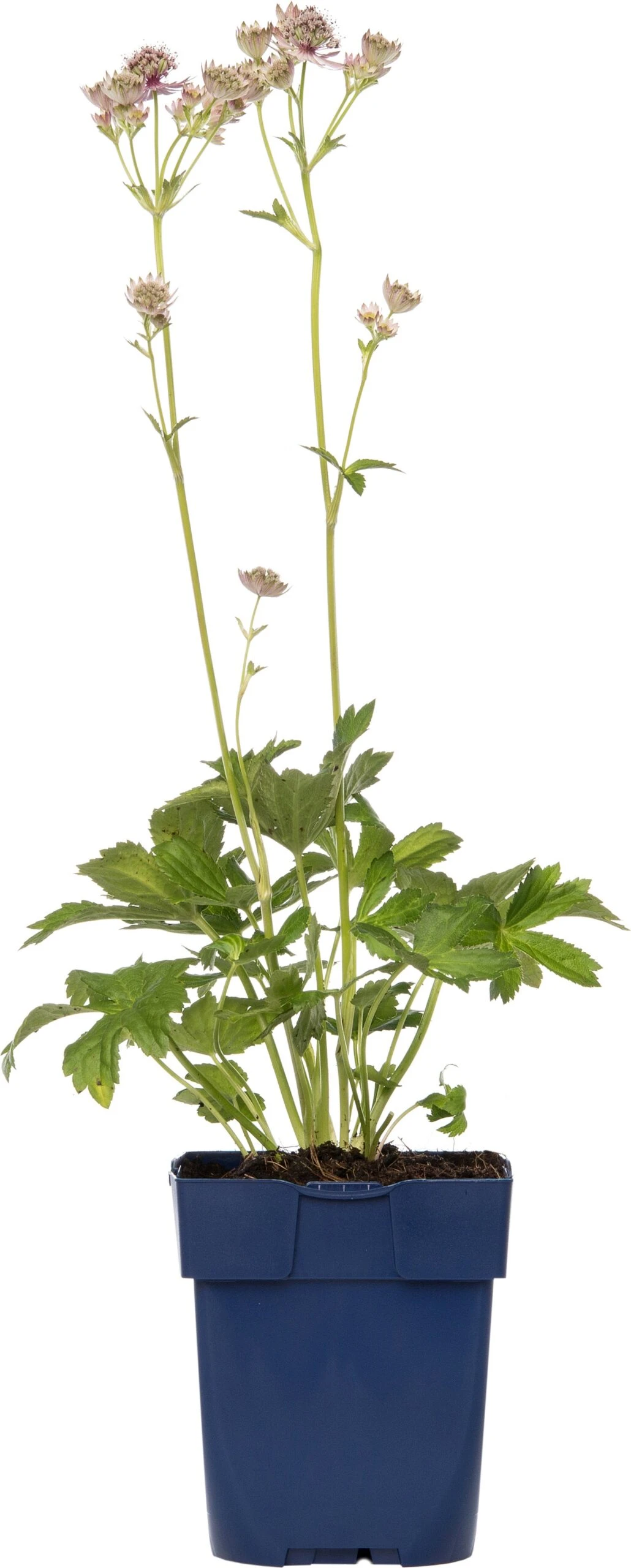 Zeeuws Knoopje (Astrantia Major) D 11 H 10 Cm 3 Zeeuws Knoopje (Astrantia Major) D 11 H 10 Cm