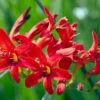 Montbretia (Crocosmia) D 11 H 100 Cm -Tuin Planten Winkel 8712044020105