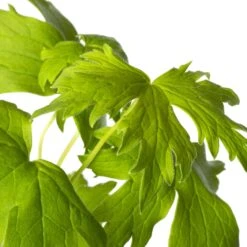 Ridderspoor (Delphinium (P) 'Black Knight') D 11 H 10 Cm -Tuin Planten Winkel 8712044020891 2 1