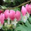Gebroken Hartje (Dicentra Spectabilis) D 11 H 60 Cm -Tuin Planten Winkel 8712044023366