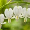 Gebroken Hartje (Dicentra Spectabilis 'Alba') D 11 H 60 Cm 1 Gebroken Hartje (Dicentra Spectabilis 'Alba') D 11 H 60 Cm -Tuin Planten Winkel 8712044023502