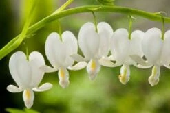 Gebroken Hartje (Dicentra Spectabilis 'Alba') D 11 H 60 Cm