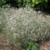 Gipskruid (Gypsophila Paniculata) D 11 H 10 Cm -Tuin Planten Winkel 8712044029979 3 1