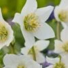 Kerstroos (Helleborus Niger) D 11 H 30 Cm -Tuin Planten Winkel 8712044032306