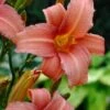 Daglelie (Hemerocallis 'Pink Damask') D 11 H 80 Cm -Tuin Planten Winkel 8712044033976
