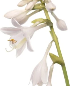 Hartlelie (Hosta Sieboldiana 'Elegans') D 11 H 10 Cm -Tuin Planten Winkel 8712044036618 2 1