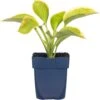 Hartlelie (Hosta Sieboldiana 'Frances Williams') D 11 H 10 Cm 1 Hartlelie (Hosta Sieboldiana 'Frances Williams') D 11 H 10 Cm -Tuin Planten Winkel 8712044036694 3 1