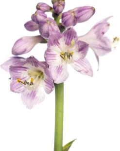 Hartlelie (Hosta Tardiana 'Halcyon') D 11 H 10 Cm -Tuin Planten Winkel 8712044036854 1 1