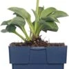 Hartlelie (Hosta Tardiana 'Halcyon') D 11 H 10 Cm -Tuin Planten Winkel 8712044036854 3 1