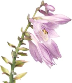 Hartlelie (Hosta 'Blue Cadet') D 11 H 10 Cm -Tuin Planten Winkel 8712044037394 2