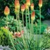 Vuurpijl (Kniphofia Uvaria) D 11 H 100 Cm -Tuin Planten Winkel 8712044042299