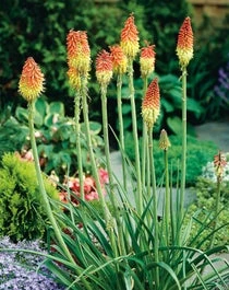 Vuurpijl (Kniphofia Uvaria) D 11 H 100 Cm