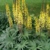 Kruiskruid (Ligularia Przewalskii) D 11 H 120 Cm -Tuin Planten Winkel 8712044043920