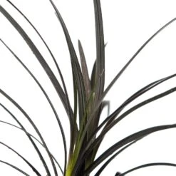 Slangenbaard (Ophiopogon Planiscapus 'Niger') D 11 H 10 Cm 5 Slangenbaard (Ophiopogon Planiscapus 'Niger') D 11 H 10 Cm -Tuin Planten Winkel 8712044047447 2