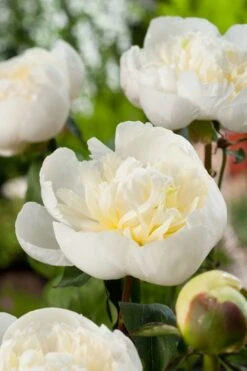 Pioenroos (Paeonia (LD) 'Duchesse De Nemours') D 11 H 80 Cm -Tuin Planten Winkel 8712044048413