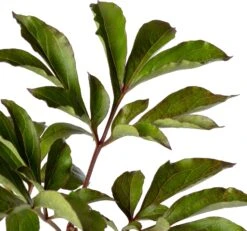 Pioenroos (Paeonia (LD) 'Duchesse De Nemours') D 11 H 80 Cm -Tuin Planten Winkel 8712044048413 2