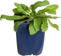 Papaver (Papaver Orientale 'Perry's White') D 11 H 60 Cm