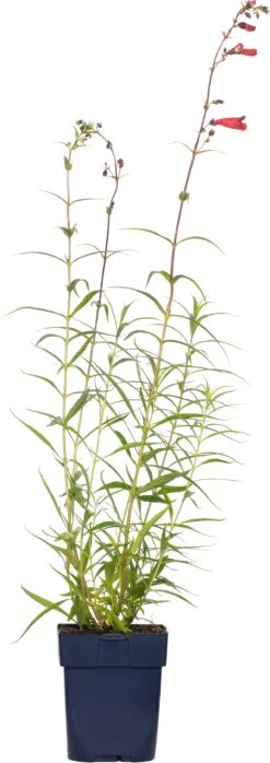 Slangenkop (Penstemon 'Schoenholzeri') D 11 H 10 Cm