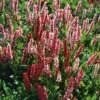 Duizendknoop (Persicaria Affinis 'Darjeeling Red') D 11 H 20 Cm -Tuin Planten Winkel 8712044055466