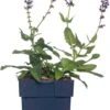 Siersalie (Salvia Nemorosa 'Mainacht') D 11 H 50 Cm -Tuin Planten Winkel 8712044058979