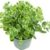 Hemelsleutel (Sedum Spectabile 'Brillant') D 17 H 40 Cm -Tuin Planten Winkel 8712044061764