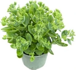 Hemelsleutel (Sedum Spectabile 'Brillant') D 17 H 40 Cm