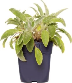 Ezelsoor (Stachys Byzantina) D 11 H 15 Cm