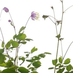 Chinese Ruit (Thalictrum Delavayi) D 11 H 125 Cm -Tuin Planten Winkel 8712044064888 1 1