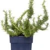 Rozemarijn (Rosmarinus Officinalis) D 11 H 10 Cm -Tuin Planten Winkel 8712044069470