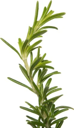 Rozemarijn (Rosmarinus Officinalis) D 11 H 10 Cm -Tuin Planten Winkel 8712044069470 2