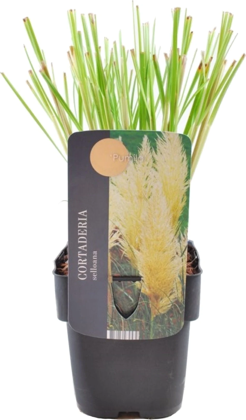 Pampasgras (Cortaderia Selloana 'Pumila') D 17 H 30 Cm 3 Pampasgras (Cortaderia Selloana 'Pumila') D 17 H 30 Cm