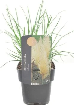 Pampasgras (Cortaderia Selloana 'Pumila') D 17 H 30 Cm 5 Pampasgras (Cortaderia Selloana 'Pumila') D 17 H 30 Cm -Tuin Planten Winkel 8712044070582 2