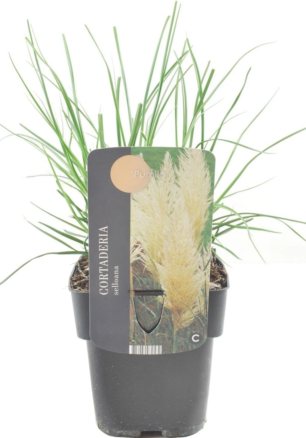 Pampasgras (Cortaderia Selloana 'Pumila') D 17 H 30 Cm 4 Pampasgras (Cortaderia Selloana 'Pumila') D 17 H 30 Cm - Afbeelding 2