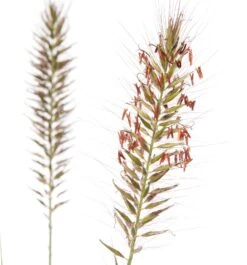 Lampenpoetsersgras (Pennisetum Alopecuroides 'Hameln') D 11 H 10 Cm 5 Lampenpoetsersgras (Pennisetum Alopecuroides 'Hameln') D 11 H 10 Cm -Tuin Planten Winkel 8712044072739 2