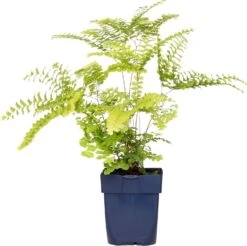 Venushaar (Adiantum Pedatum) D 11 H 10 Cm