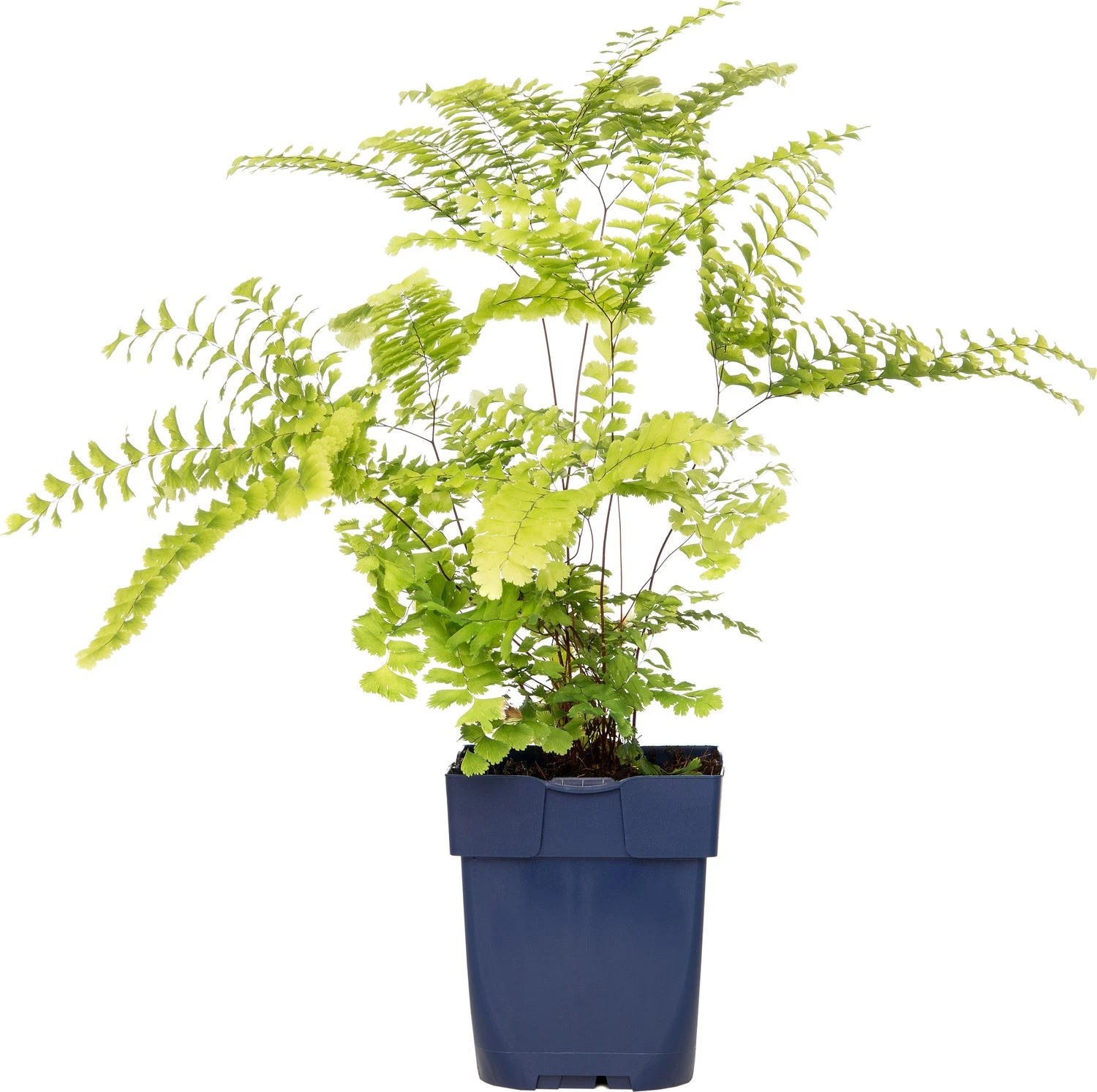 Venushaar (Adiantum Pedatum) D 11 H 10 Cm 3 Venushaar (Adiantum Pedatum) D 11 H 10 Cm