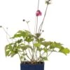 Herfstanemoon (Anemone Hupehensis 'Splendens') D 11 H 10 Cm -Tuin Planten Winkel 8712044125053