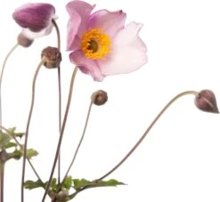 Herfstanemoon (Anemone Hupehensis 'Splendens') D 11 H 10 Cm -Tuin Planten Winkel 8712044125053 2