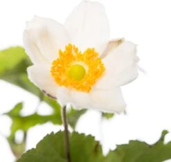 Herfstanemoon (Anemone Hybrida 'Honorine Jobert') D 11 H 10 Cm -Tuin Planten Winkel 8712044143255 2 1