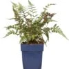 Vrouwtjesvaren (Athyrium 'Metallicum') D 11 H 10 Cm -Tuin Planten Winkel 8712044145327