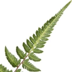 Vrouwtjesvaren (Athyrium 'Metallicum') D 11 H 10 Cm -Tuin Planten Winkel 8712044145327 2