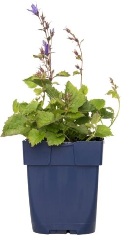 Kruipklokje (Campanula Poscharskyana) D 11 H 10 Cm